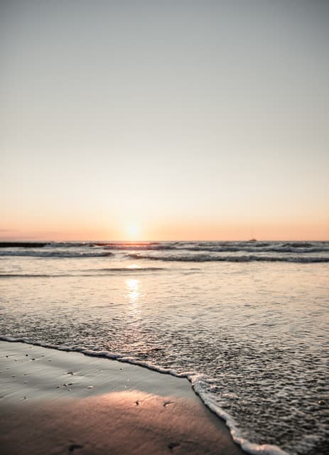 Wildblumen in den Dünen